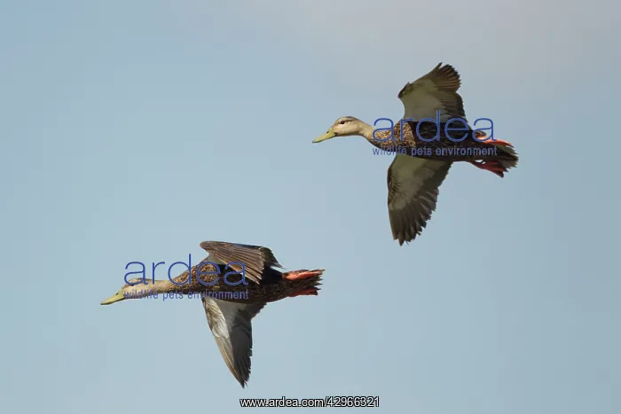 : Black Duck - in flight : Black Duck - in flight