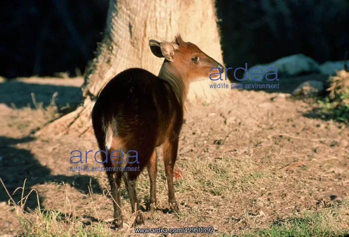 : Black Duiker - Male : Black Duiker - Male
