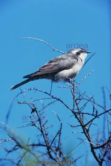 : Black-eared Cuckoo : Black-eared Cuckoo