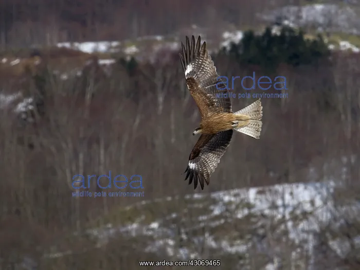 : Black eared Kite : Black eared Kite