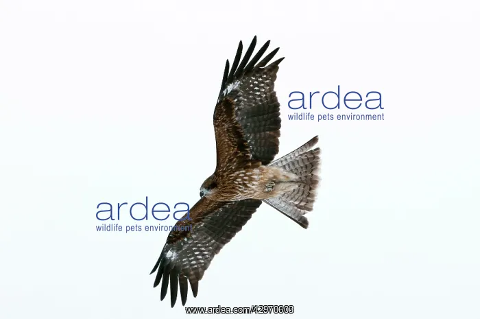 : Black-eared Kite - in flight : Black-eared Kite - in flight