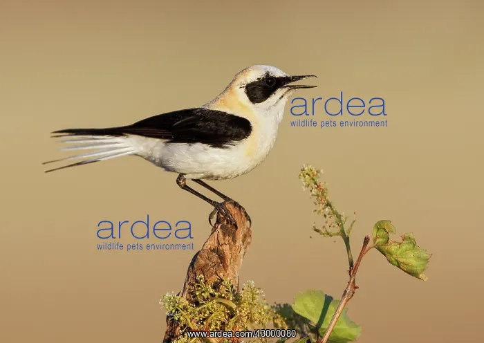 : Black-eared Wheatear - adult singing on a branch : Black-eared Wheatear - adult singing on a branch