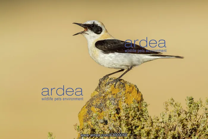 : Black-eared Wheatear - adult singing on a rock : Black-eared Wheatear - adult singing on a rock