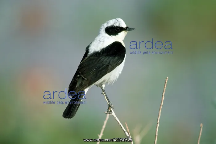 : Black-eared Wheatear - male : Black-eared Wheatear - male