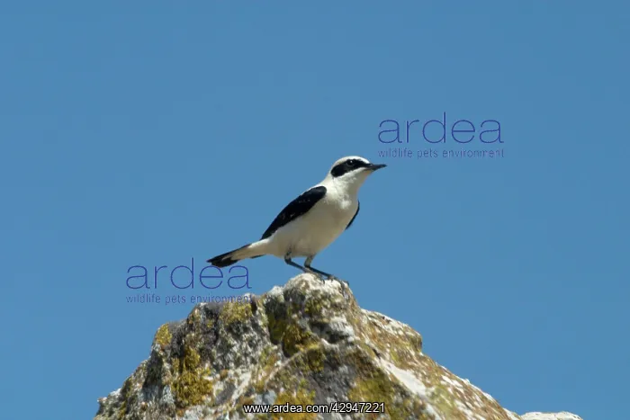 : Black-eared Wheatear, perched - Male among the : Black-eared Wheatear, perched - Male among the