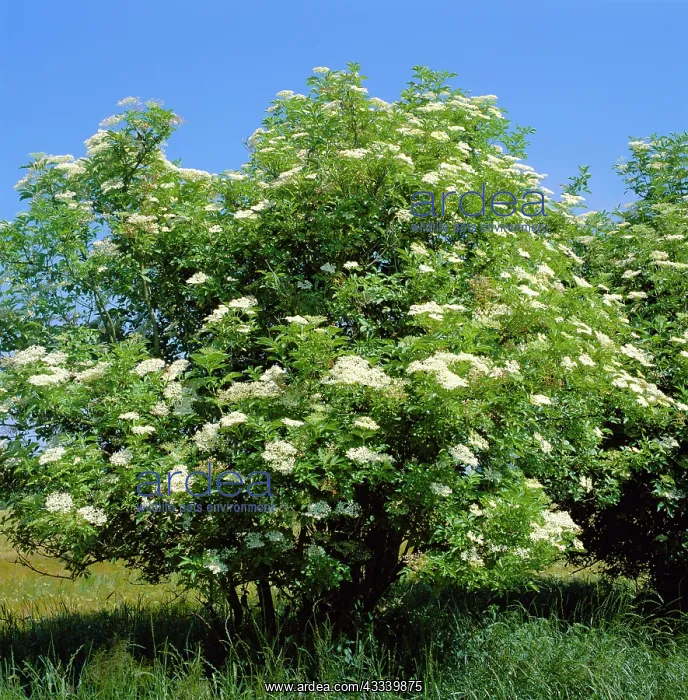  : Black Elder