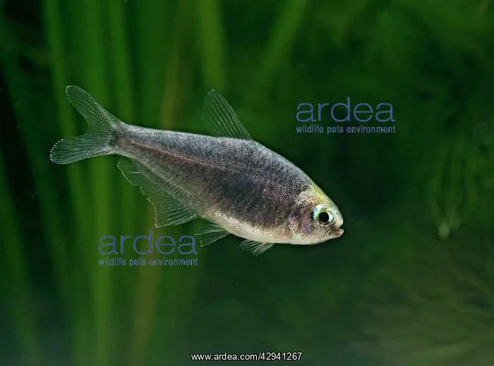 : Black emperor tetra - side view, tropical freshwater : Black emperor tetra - side view, tropical freshwater