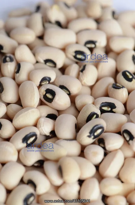: Black Eyed Bean : Black Eyed Bean
