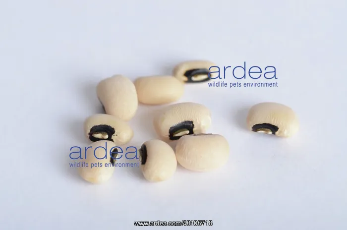 : Black Eyed Bean : Black Eyed Bean