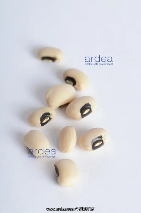 : Black Eyed Bean : Black Eyed Bean