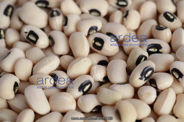 : Black Eyed Bean : Black Eyed Bean