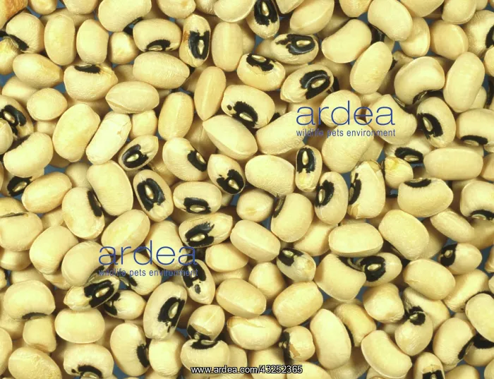 : Black-eyed beans (Vigna unguiculata) : Black-eyed beans (Vigna unguiculata)