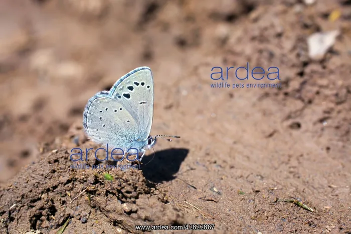 : Black Eyed Blue Butterfly - summer : Black Eyed Blue Butterfly - summer