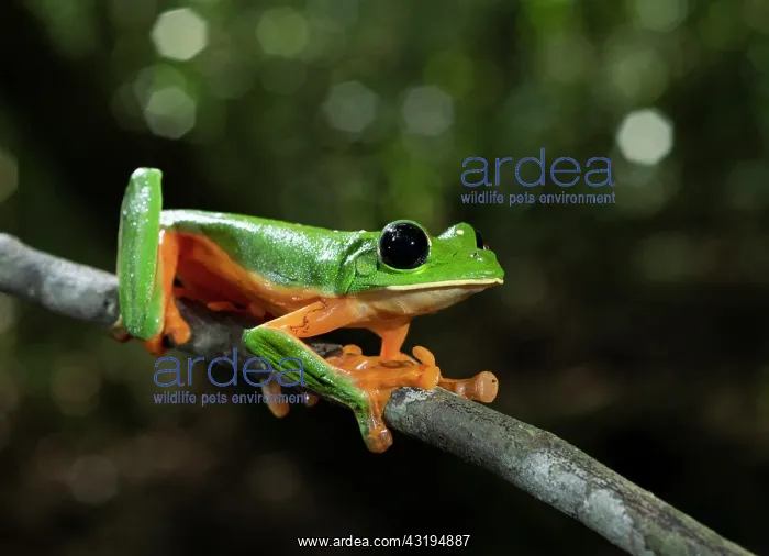 : Black-eyed frog (Agalychnis moreletii) endangered : Black-eyed frog (Agalychnis moreletii) endangered