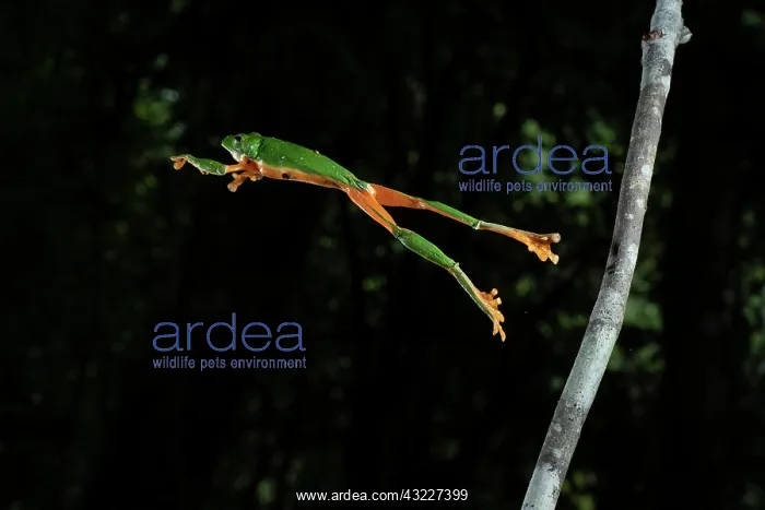: Black-eyed frog (Agalychnis moreletii) jumping from : Black-eyed frog (Agalychnis moreletii) jumping from