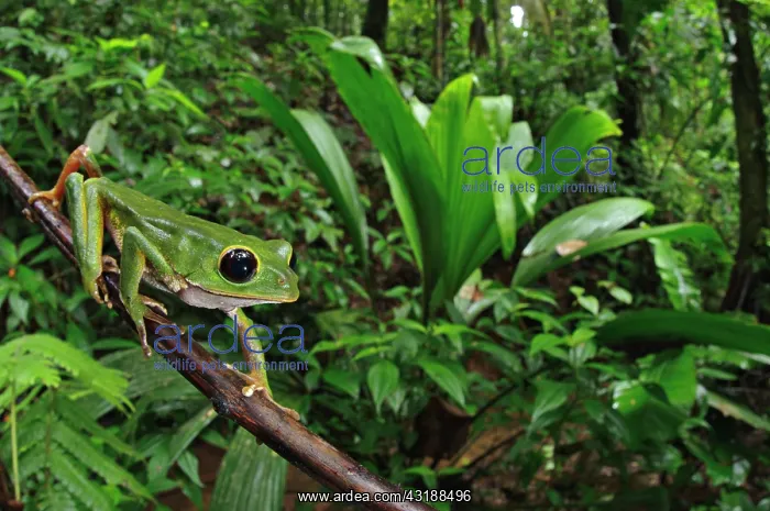 : Black-eyed Monkey Treefrog (Phyllomedusa camba) : Black-eyed Monkey Treefrog (Phyllomedusa camba)