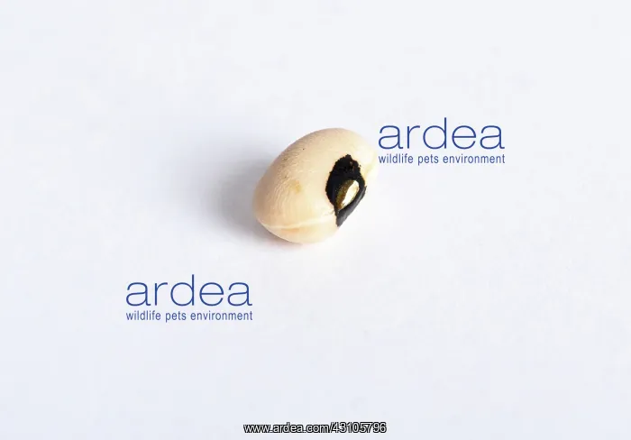 : Black-Eyed ^Pea^ : Black-Eyed ^Pea^