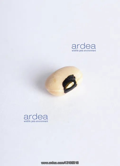 : Black-Eyed ^Pea^ : Black-Eyed ^Pea^