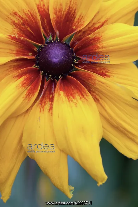 : Black-eyed Susan : Black-eyed Susan