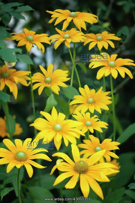 : Black-eyed Susan : Black-eyed Susan