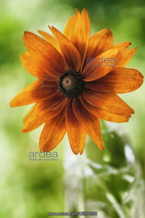 : Black-eyed Susan : Black-eyed Susan