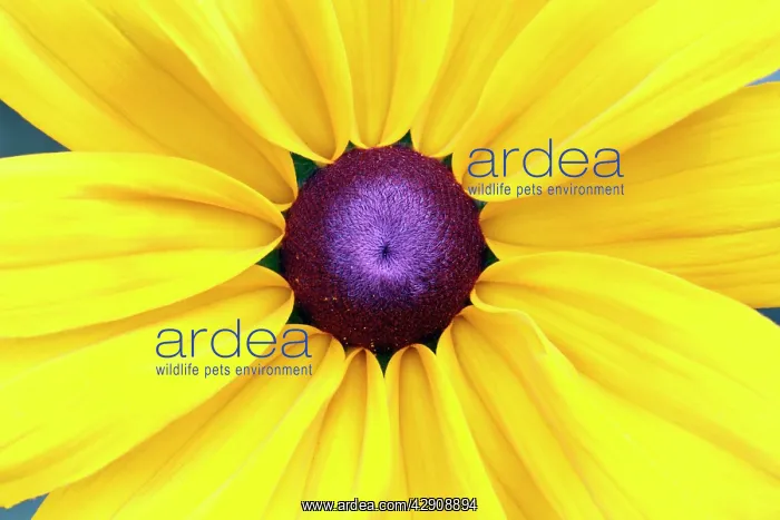 : Black-eyed Susan - detailed study of flower head : Black-eyed Susan - detailed study of flower head