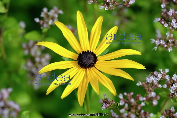 : Black-eyed Susan - flower in garden : Black-eyed Susan - flower in garden