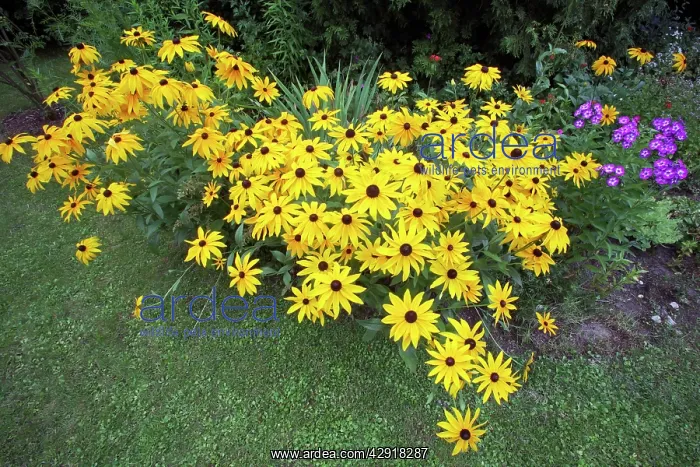  : Black-eyed Susan - flowering in garden