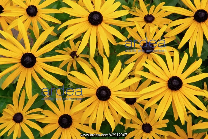 : Black-eyed Susan - flowers in garden : Black-eyed Susan - flowers in garden
