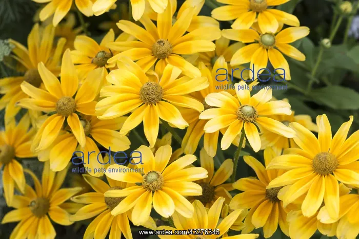 : Black-eyed Susan Prairie Sun in bloom in a garden : Black-eyed Susan Prairie Sun in bloom in a garden