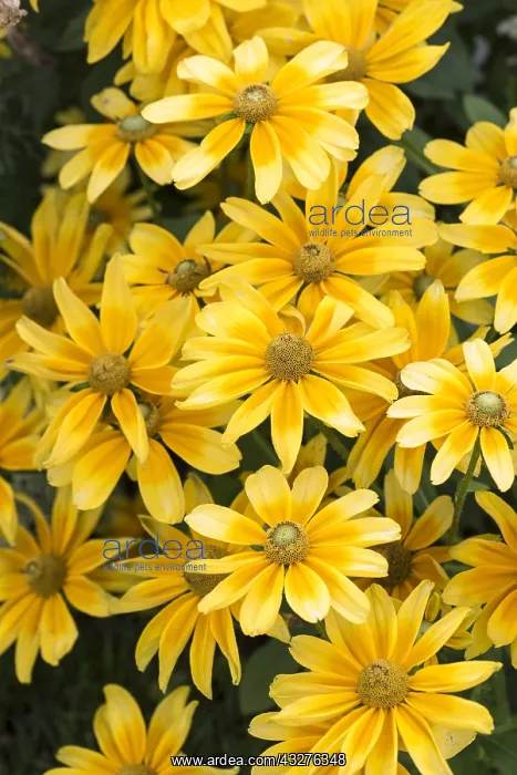 : Black-eyed Susan Prairie Sun in bloom in a garden : Black-eyed Susan Prairie Sun in bloom in a garden