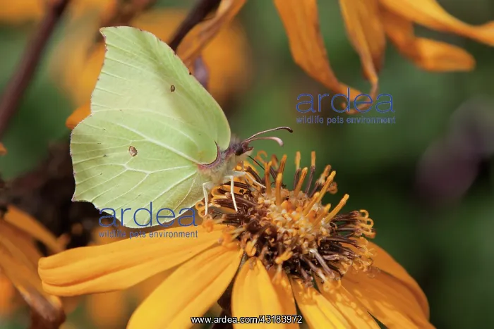 : Black-eyed Susan, Rudbeckia cultivar, Side view : Black-eyed Susan, Rudbeckia cultivar, Side view