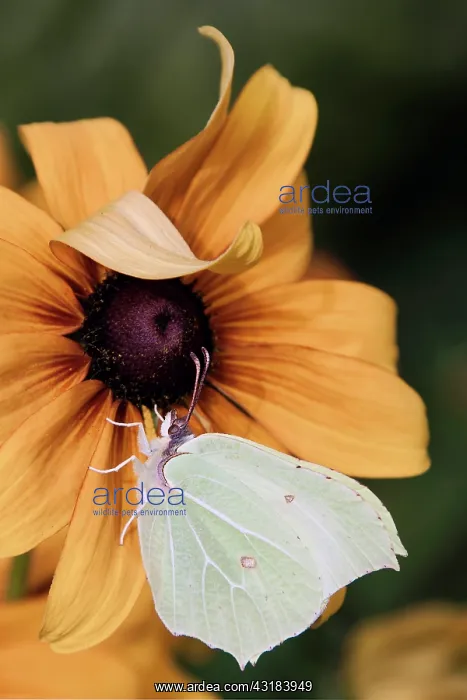 : Black-eyed Susan, Rudbeckia hirta Goldilocks : Black-eyed Susan, Rudbeckia hirta Goldilocks