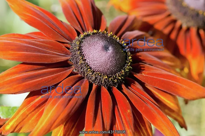 : Black-eyed Susan, Rudbeckia hirta Moreno, orange tinged ma : Black-eyed Susan, Rudbeckia hirta Moreno, orange tinged ma