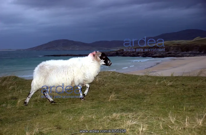 : Black-face sheep at night on the moor Harris Hebrides : Black-face sheep at night on the moor Harris Hebrides