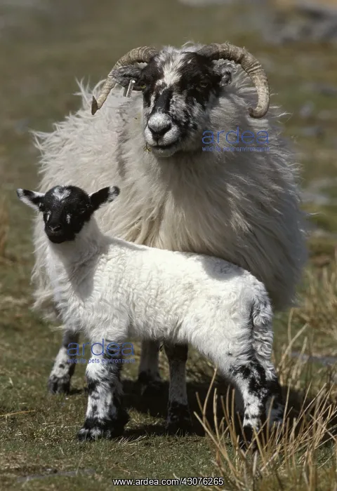 : Black Face sheeps in front of a little loch Harris Island : Black Face sheeps in front of a little loch Harris Island