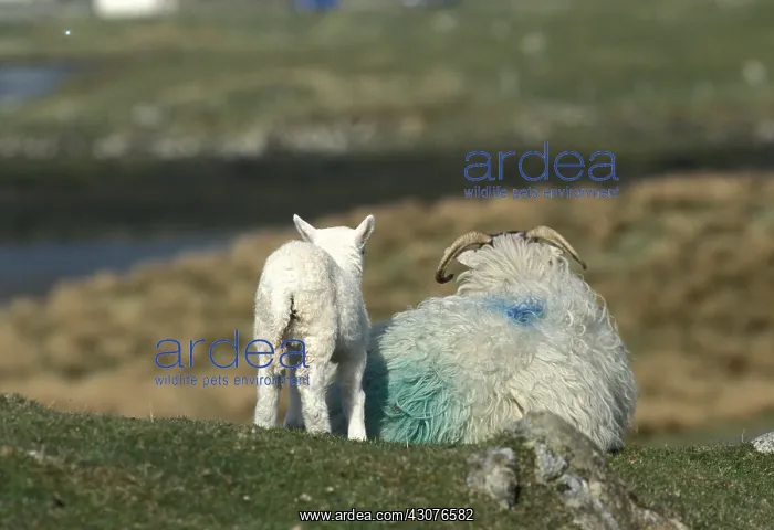 : Black Face sheeps in front of a little loch Harris Island : Black Face sheeps in front of a little loch Harris Island