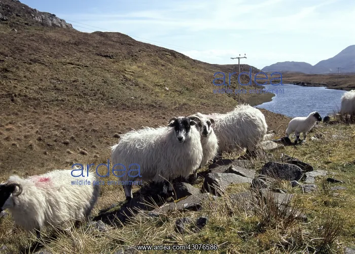 : Black Face sheeps in front of a little loch Harris Island : Black Face sheeps in front of a little loch Harris Island