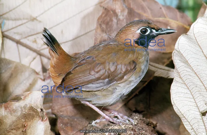 : Black-faced Antthrush : Black-faced Antthrush