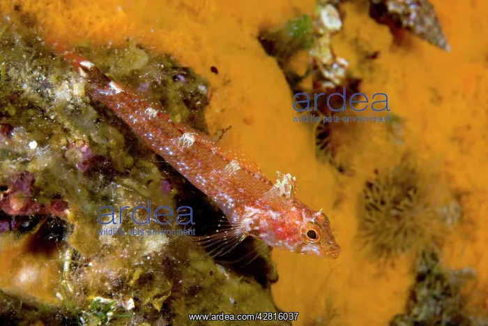 : Black-faced blenny female, Tripterygion delaisi, Ischia Isl : Black-faced blenny female, Tripterygion delaisi, Ischia Isl