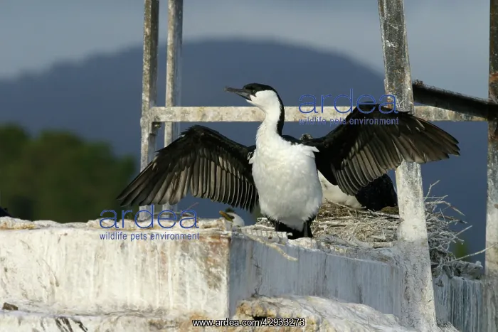 : Black-faced Cormorant : Black-faced Cormorant