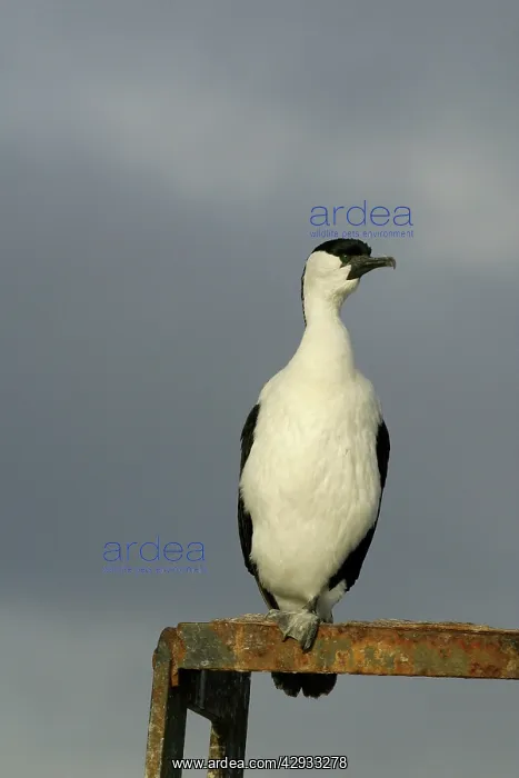 : Black-faced Cormorant : Black-faced Cormorant