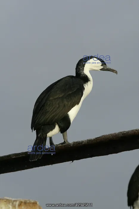: Black-faced Cormorant : Black-faced Cormorant