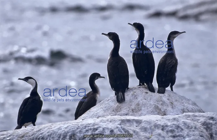 : Black-faced Cormorant : Black-faced Cormorant