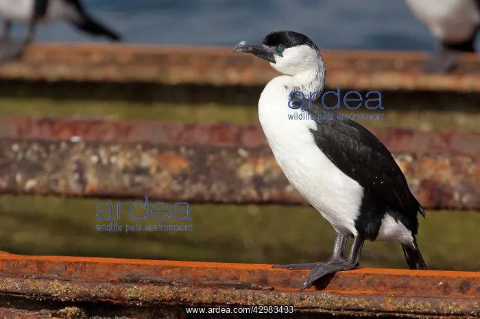 : Black-faced Cormorant / Black-faced Shag : Black-faced Cormorant / Black-faced Shag