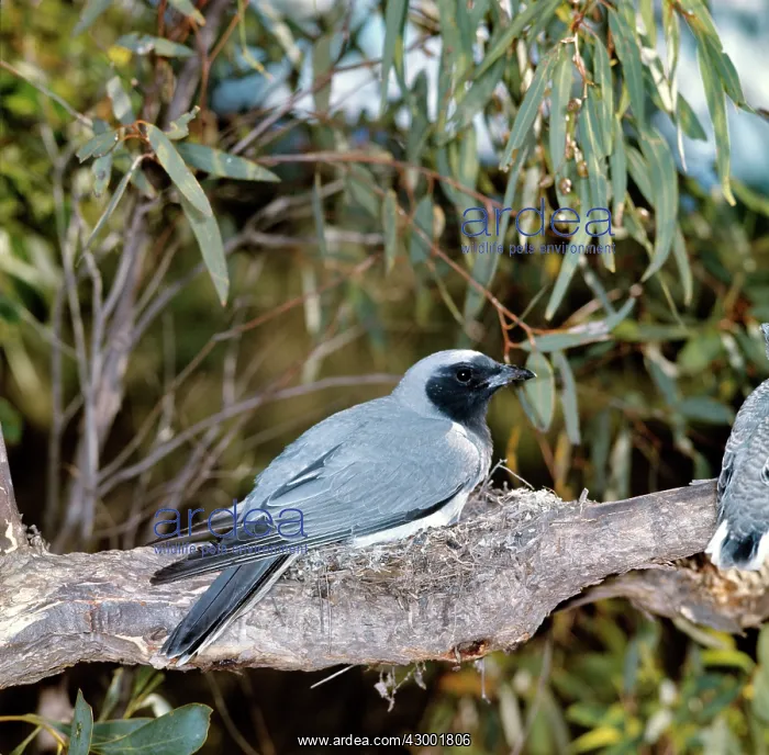 : Black-faced Cuckoo-shrike : Black-faced Cuckoo-shrike