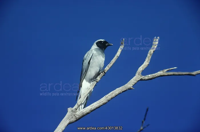 : Black-faced Cuckoo-shrike : Black-faced Cuckoo-shrike