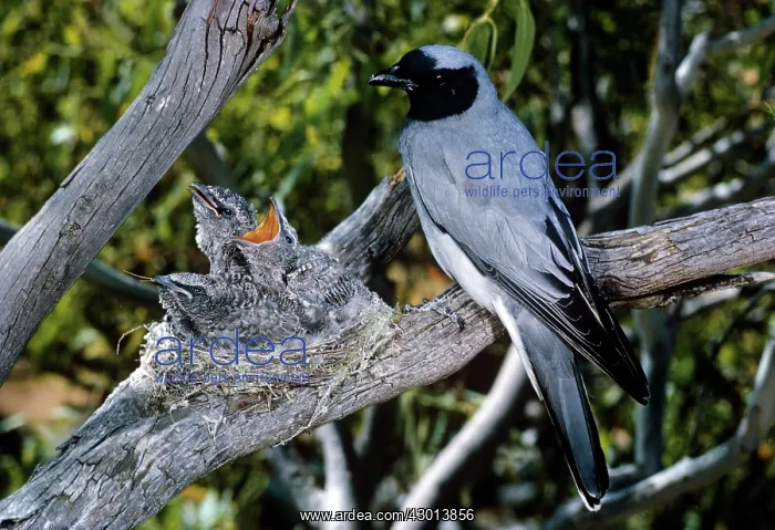 : Black-faced Cuckoo-shrike : Black-faced Cuckoo-shrike