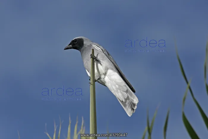 : Black-faced Cuckoo-shrike : Black-faced Cuckoo-shrike