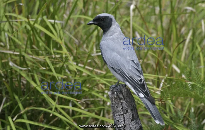 : Black-faced CUCKOO SHRIKE : Black-faced CUCKOO SHRIKE